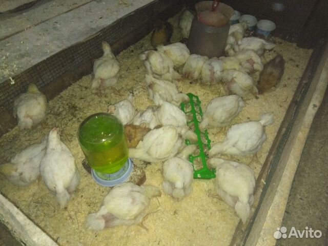 Молодки, цыплята, перепела купить на Зозу.ру - фотография № 2