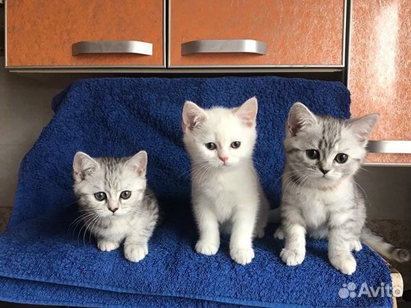 Симпатичные котята британчики купить на Зозу.ру - фотография № 7