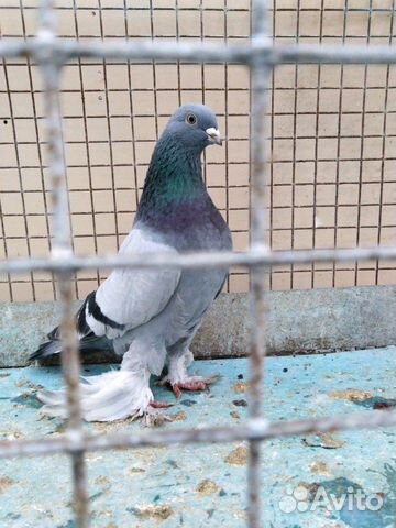 Узбекские голуби купить на Зозу.ру - фотография № 1