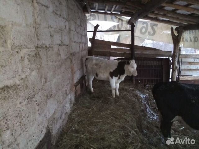 Продам коров,телят купить на Зозу.ру - фотография № 3