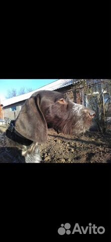 Собака охотничий купить на Зозу.ру - фотография № 1