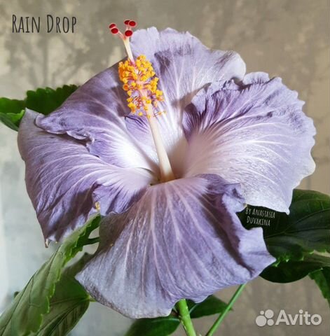 Сортовой Гибискус Rain Drop Сортовой Гибискус Rain Drop