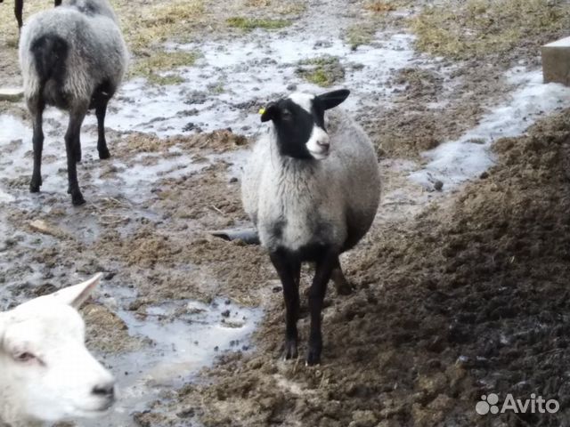 Романовские овцы купить на Зозу.ру - фотография № 7