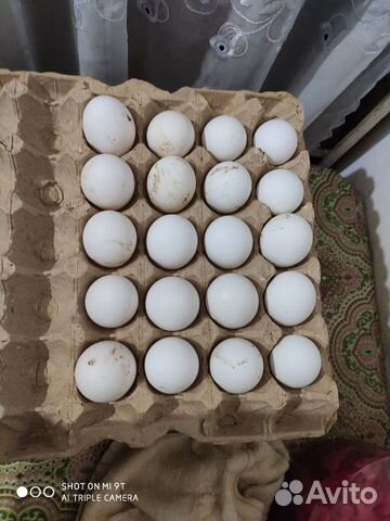 Инкубационное яйцо леггорна"стандарт"20 р купить на Зозу.ру - фотография № 6