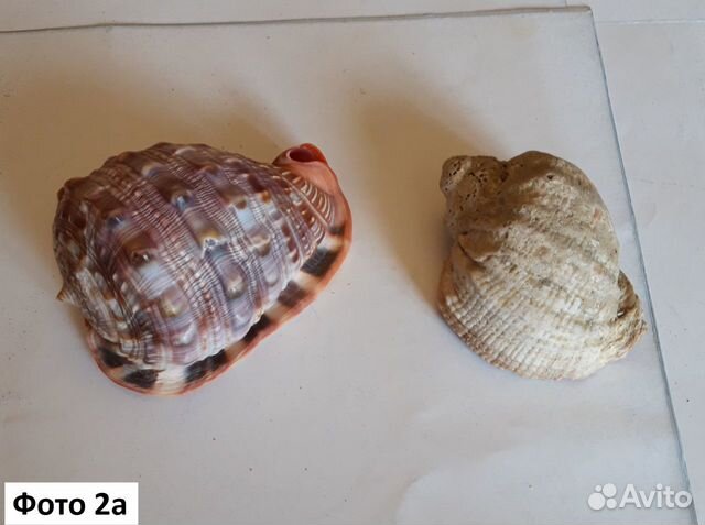 Раковины морские Раковины морские