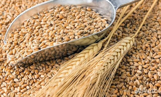 Ячмень пшеница в мешках купить на Зозу.ру - фотография № 1