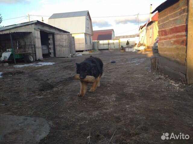 Щенки длинношерстной овчарки ждут своего хозяина купить на Зозу.ру - фотография № 3