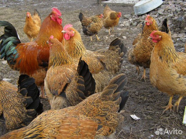 Несушка кучинская цыплята Несушка кучинская цыплята
