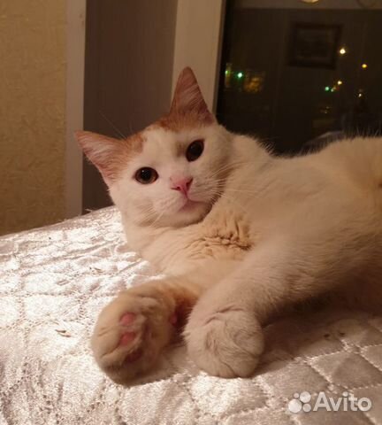 Котик Огонёк Котик Огонёк