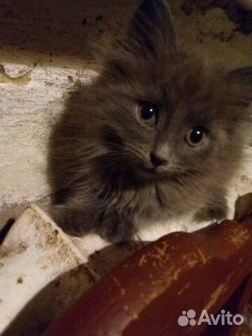 Котенок- котик купить на Зозу.ру - фотография № 2