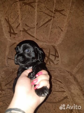 Английский спаниель