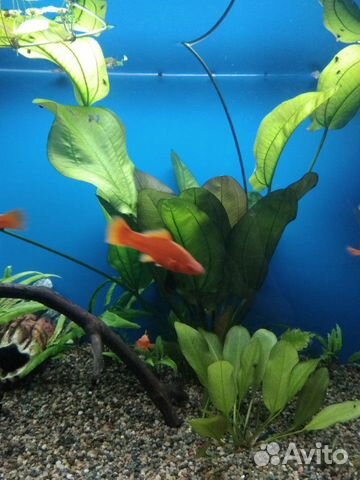 Рыба,аквариумные растения купить на Зозу.ру - фотография № 3