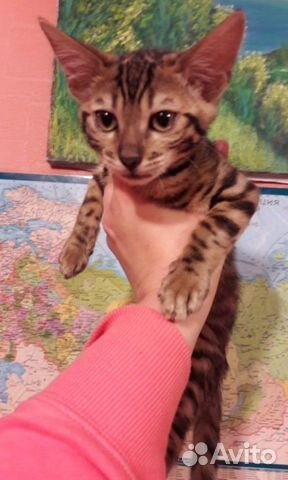 Котенок бенгал Котенок бенгал