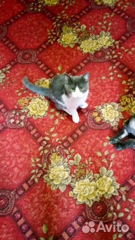Молодой котик и кошка шотландска купить на Зозу.ру - фотография № 2