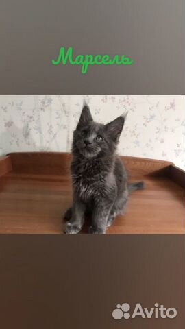 Котята породы Мейнкун
