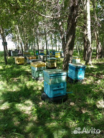 Пчелосемьи купить на Зозу.ру - фотография № 7