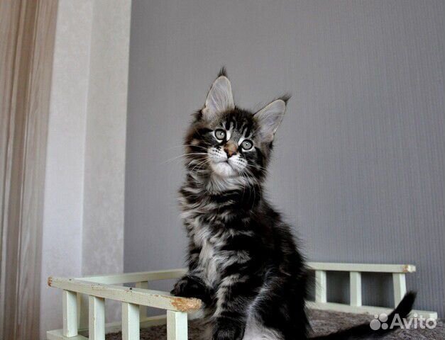 Котенок мейн-кун Забар