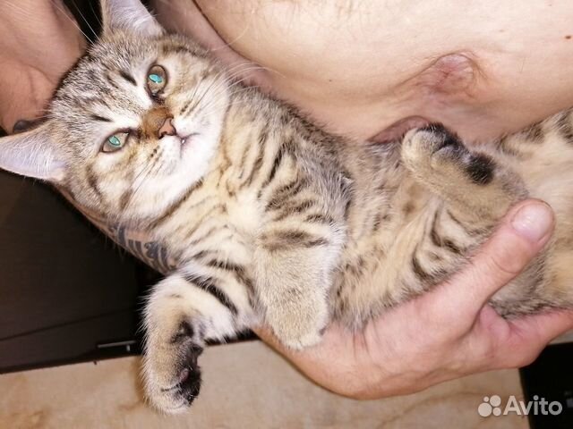 Котенок бриташка купить на Зозу.ру - фотография № 1