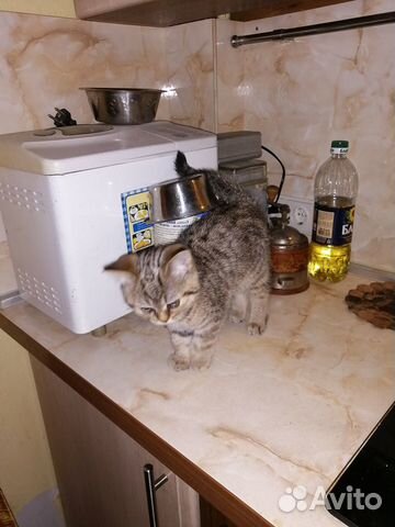 Котенок бриташка купить на Зозу.ру - фотография № 4