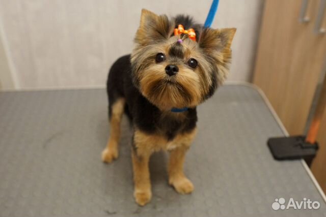 Стрижка собак, кошек, кроликов Стрижка собак, кошек, кроликов