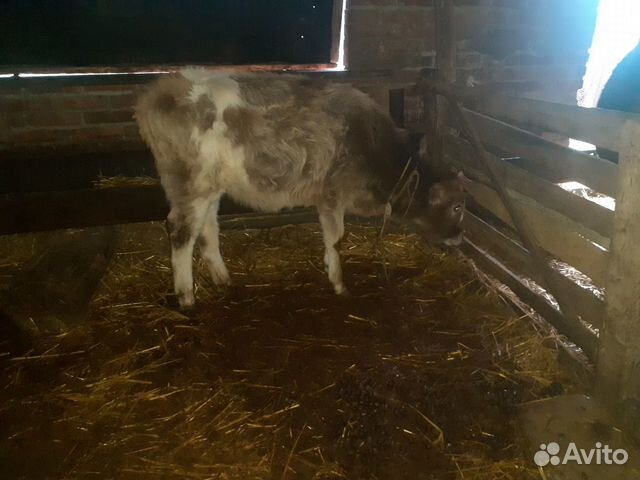 2-Коровы, и телёнок купить на Зозу.ру - фотография № 4