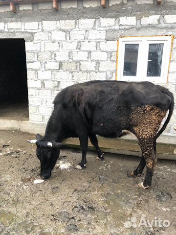 Корова и два теленка купить на Зозу.ру - фотография № 3