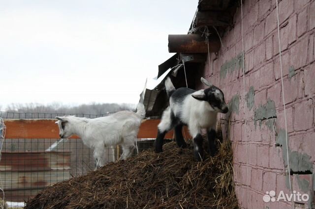 Козлята альпийские, козы купить на Зозу.ру - фотография № 1