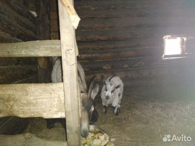 Продам козу с 2мя козлятами купить на Зозу.ру - фотография № 2