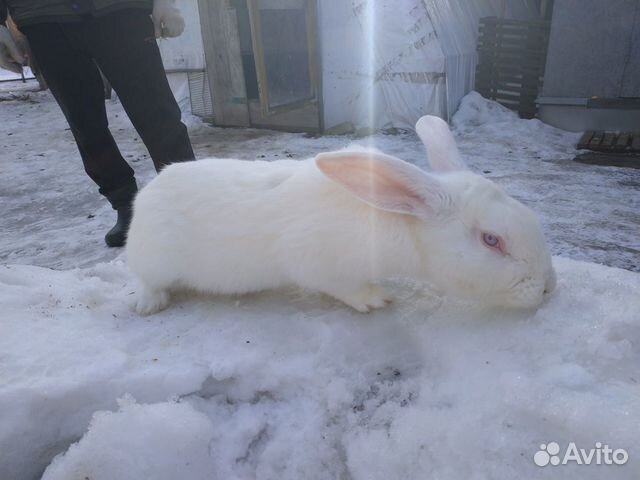 Продам кроликов самцов купить на Зозу.ру - фотография № 5