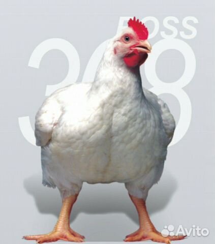 Цыплята суточные ross308 Болгария купить на Зозу.ру - фотография № 1