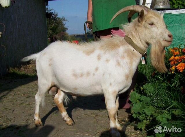 Камерунские козы купить на Зозу.ру - фотография № 3