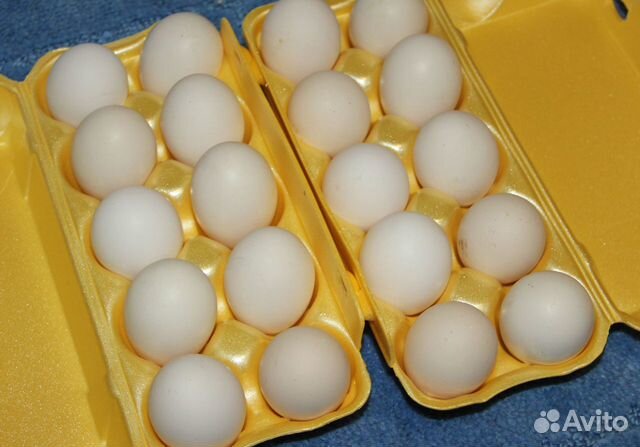 Инкубационное яйцо Пушкинских кур купить на Зозу.ру - фотография № 7
