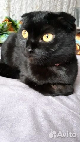 Шотландской вислаухой(остался один чёрный котик купить на Зозу.ру - фотография № 2