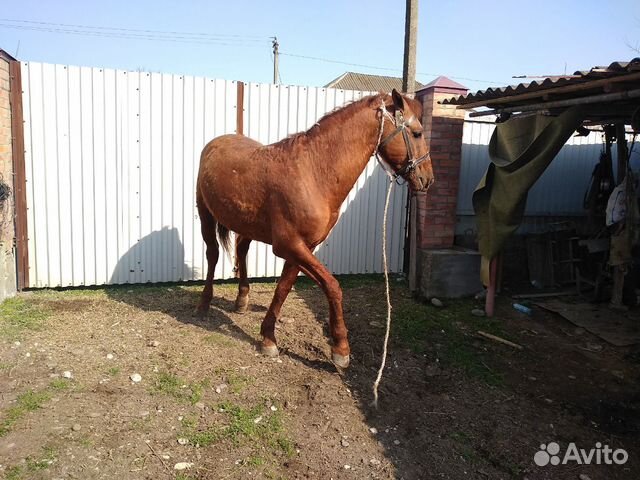 Конь купить на Зозу.ру - фотография № 4