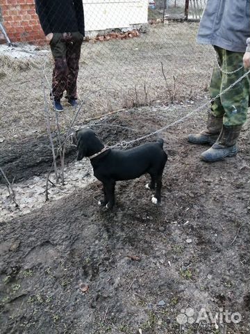 Охотничья собачка «Бигль» купить на Зозу.ру - фотография № 2