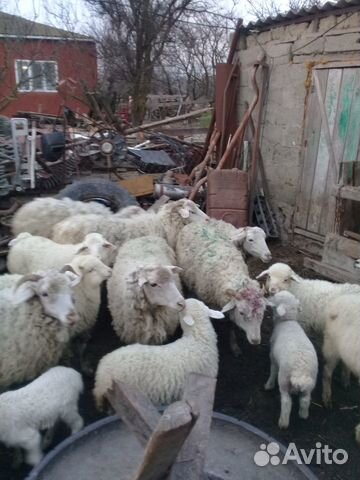 Овцы ягнята купить на Зозу.ру - фотография № 3