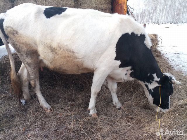 Дойные коровы купить на Зозу.ру - фотография № 3