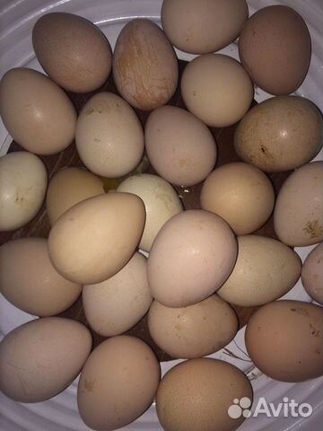 Яйца цесарки купить на Зозу.ру - фотография № 4