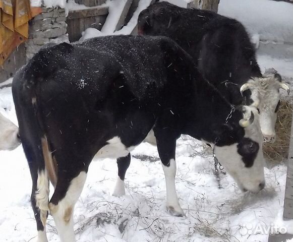 Молодая корова (нетель), возраст - 1 год купить на Зозу.ру - фотография № 1