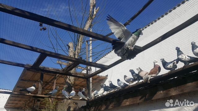 Бойные таджикские голуби купить на Зозу.ру - фотография № 1