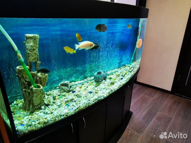 Панарамный аквариум 550 литров с тумбой купить на Зозу.ру - фотография № 1