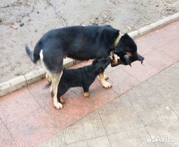 Собака с документами купить на Зозу.ру - фотография № 1