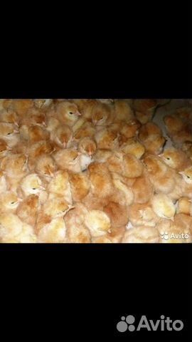 Цыплята несушки Ломан Браун купить на Зозу.ру - фотография № 2