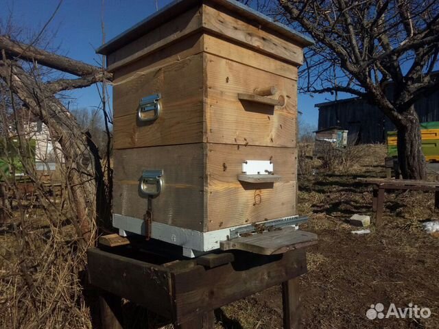 Ульи, пчелы купить на Зозу.ру - фотография № 4