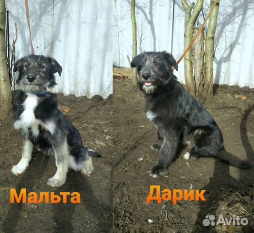 Красивые щенки-метисы в добрые руки купить на Зозу.ру - фотография № 1