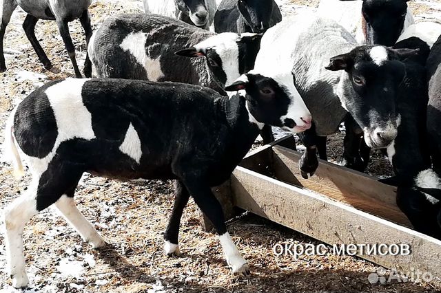 Овцы ягнята купить на Зозу.ру - фотография № 6