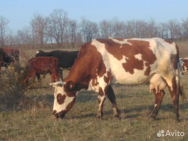 Коровы и тёлочки купить на Зозу.ру - фотография № 9