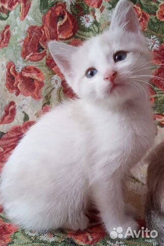 Маленькая красавица-кошка (в роду сиам и русская б купить на Зозу.ру - фотография № 1
