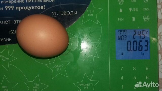 Цыплята. Инкубационное яйцо купить на Зозу.ру - фотография № 4