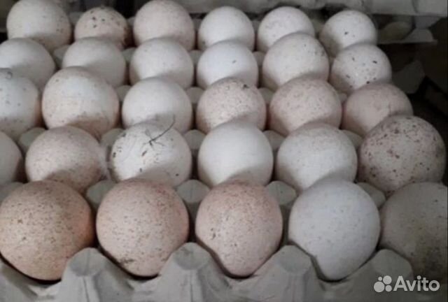 Инкубационные индюшиные яйца100р окончательноя цен купить на Зозу.ру - фотография № 1